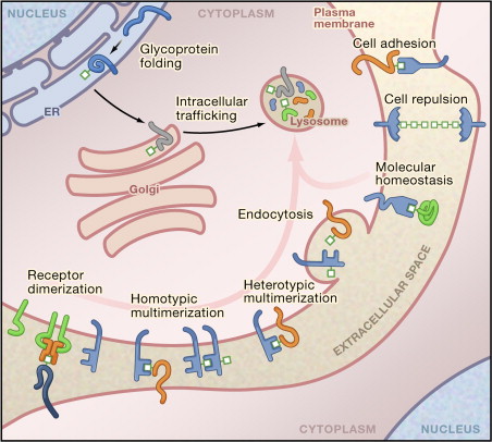 Advancements in Protein lipidation Research